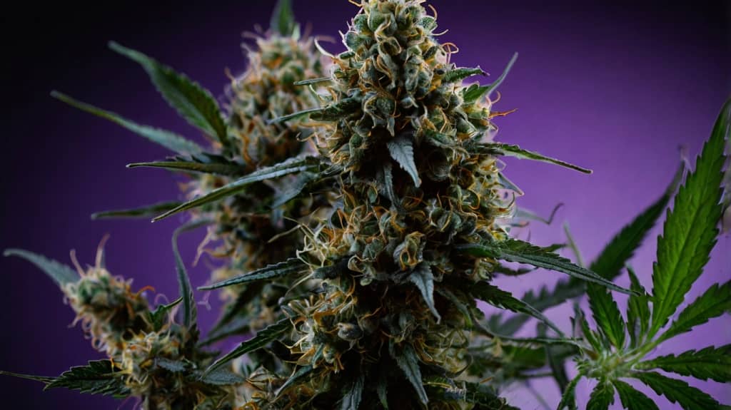 Granddaddy Purple
