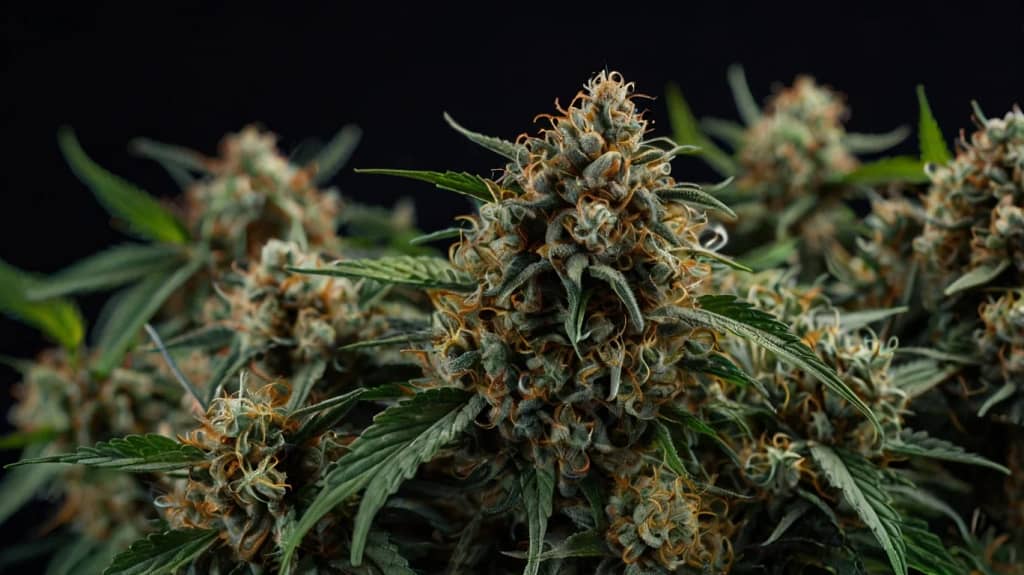 How to buy marijuana in Tbilisi