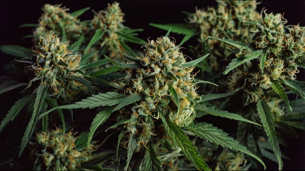 Buy Cannabis Online in Louisiana | Same-Day Delivery & Crypto Payments