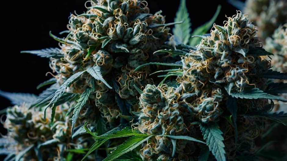 Blue Dream: The Quintessential Hybrid Cannabis Strain