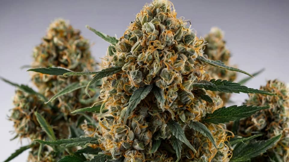 Gorilla Glue #4 (GG4) Cannabis Strain