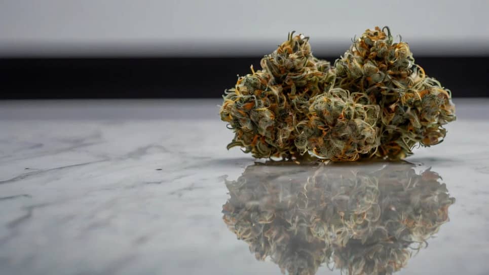 Gorilla Glue #4 (GG4) Cannabis Strain